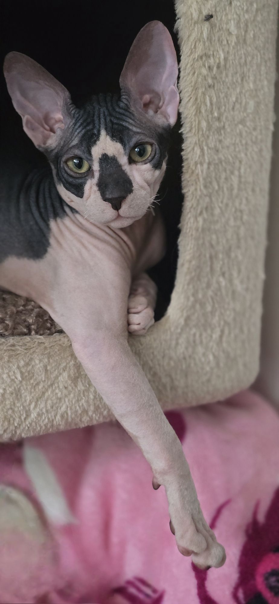 WCF DON Sphynx kotek