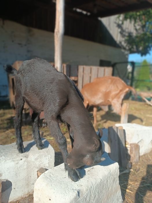 Продам двох козочок від альпійської кози