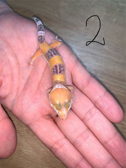 Gekon lamparci Tremper Albino