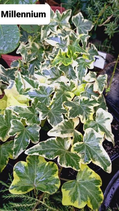 Вуличні плющі (Hexera)