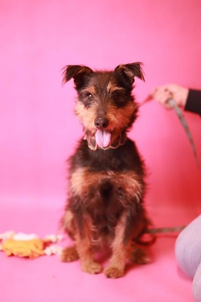 daj mi dom! Jestem prawie jak rasowy terier