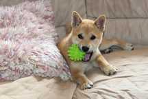 Suczka Shiba * HISAKO * miniatura,  do Odbioru