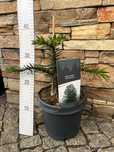 Araucaria araucana | Araukaria chilijska