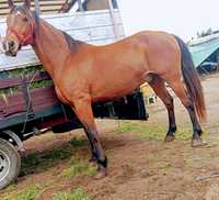 Cavalo masso cruzado