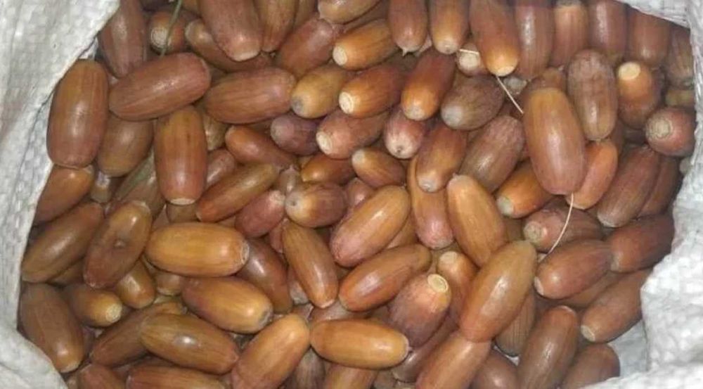 Sprzedam żołędzie szypułkowe i nie  szypułkowy cena za kilogram 10zl