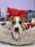 Uroczy piesek Amstaff!