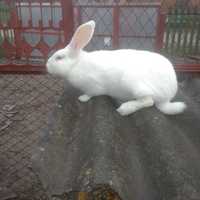 Кролики , термонська біла,