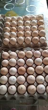 Яйце інкубаційне Фоксі Чік Угорщина