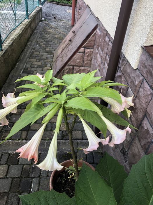 Бругмансія або труби ангела рожева та жовта