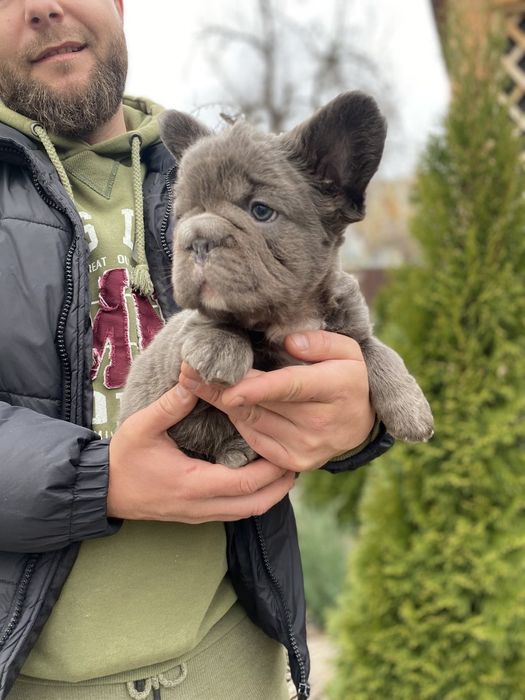 Флаффи французский бульдог мальчик