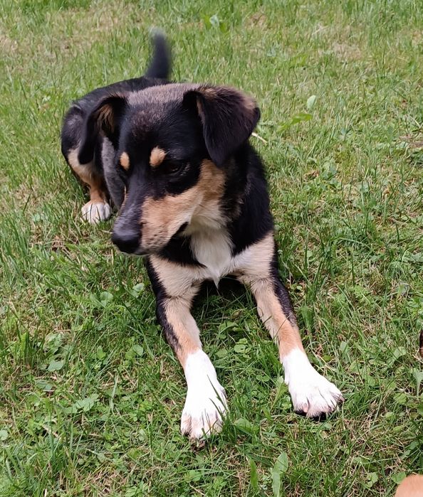 młoda, nieśmiała, mała sunia do adopcji