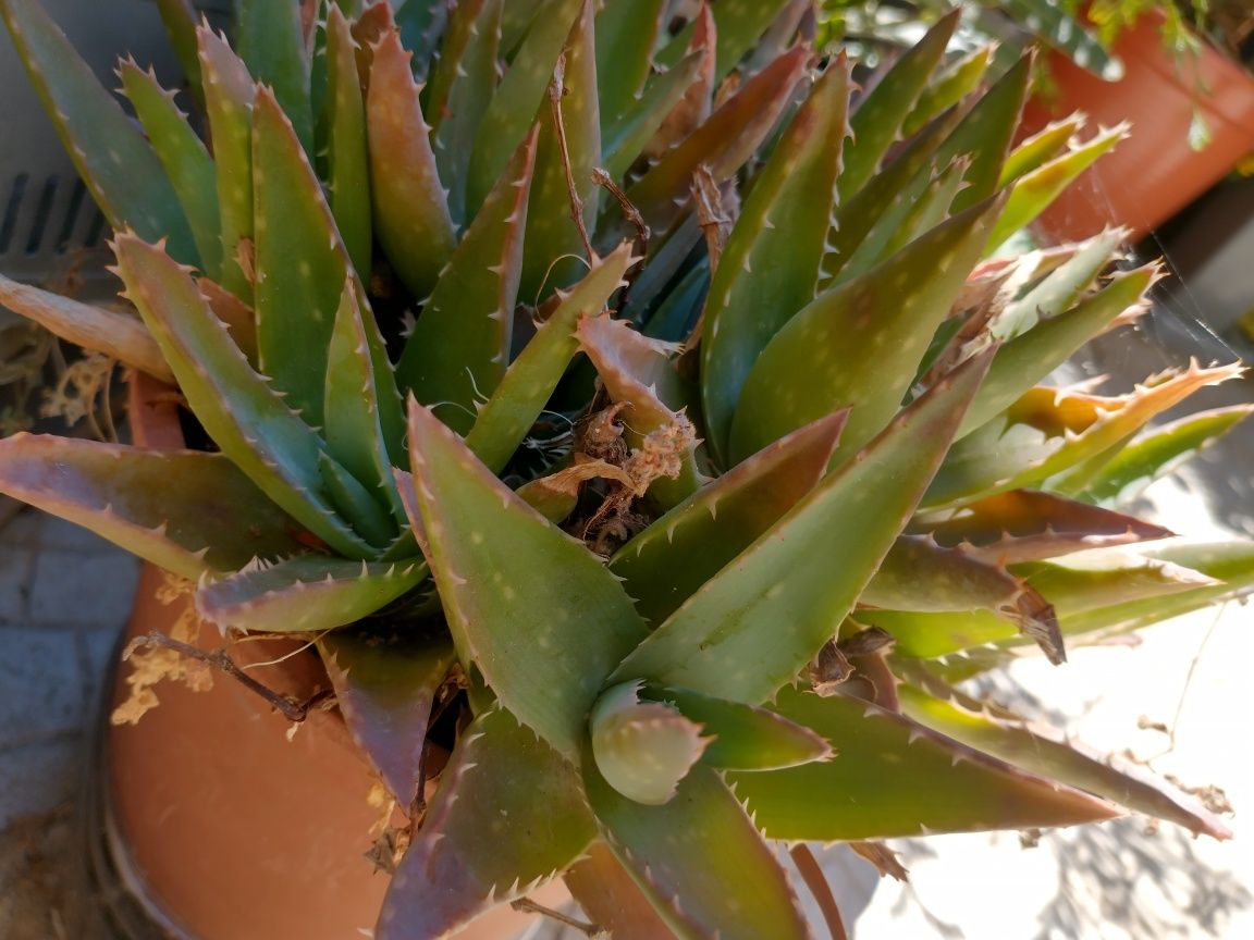 Aloe vera planta biologica