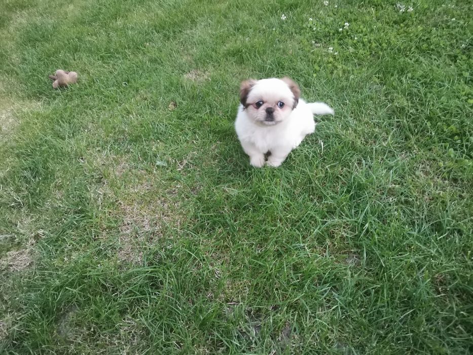 Pekińczyk Pekińczyki Nie Shih Tzu