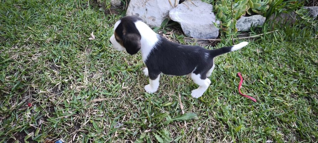 beagle criado em ambiente familiar disponível para entrega imediata d