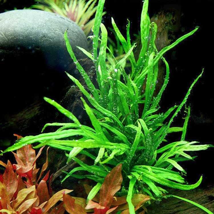 акваріумна папороть та мох