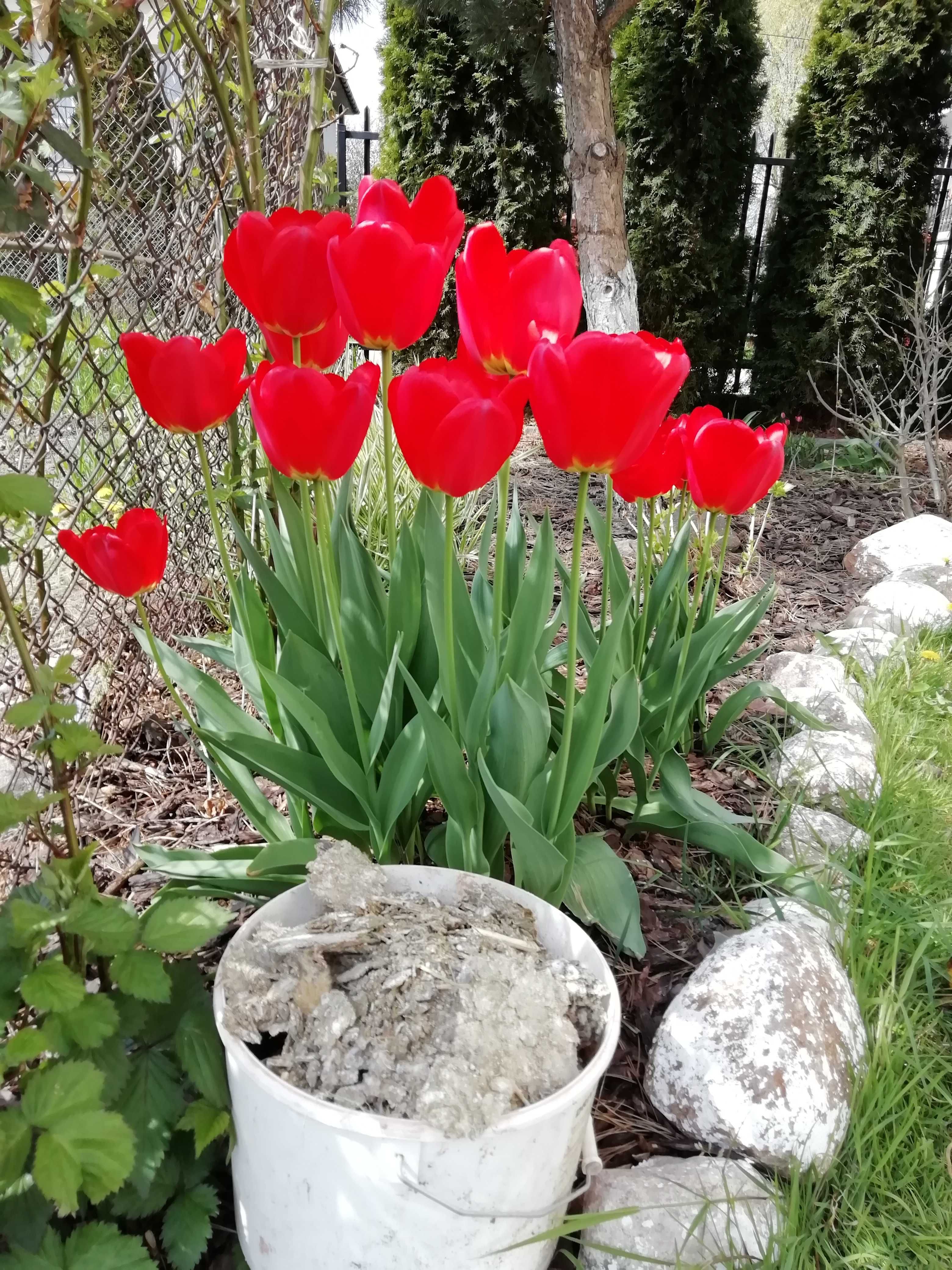 Sprzedam nawóz od gołębi