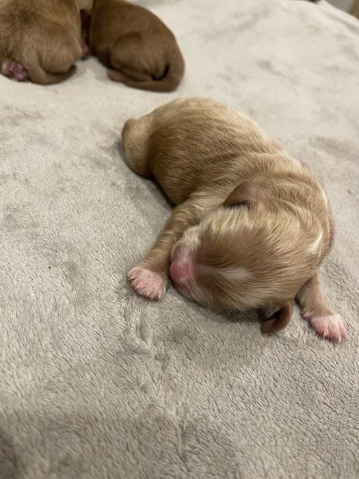 Cockapoo samiec F1 badania genetyczne