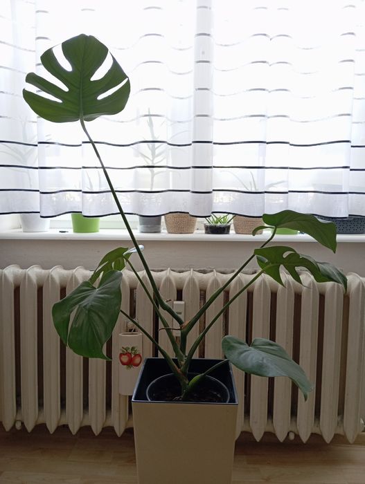 Roślinka/ kwiat duży Monstera