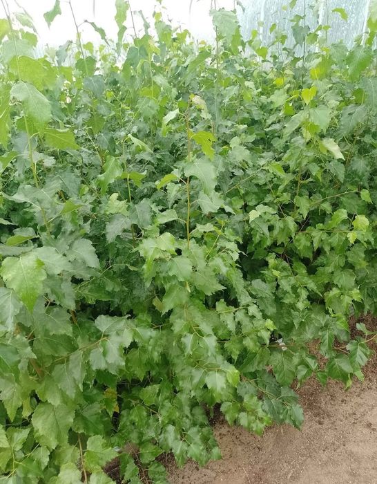 Sadzonka brzozy brodawkowatej