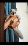 Bambino rozkoszny kocurek Ragdoll blue mitted