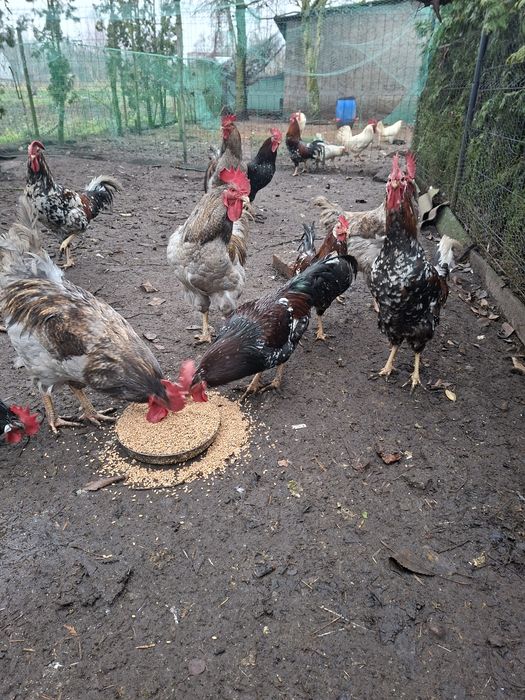 Koguty Dominant blue I Tricolor