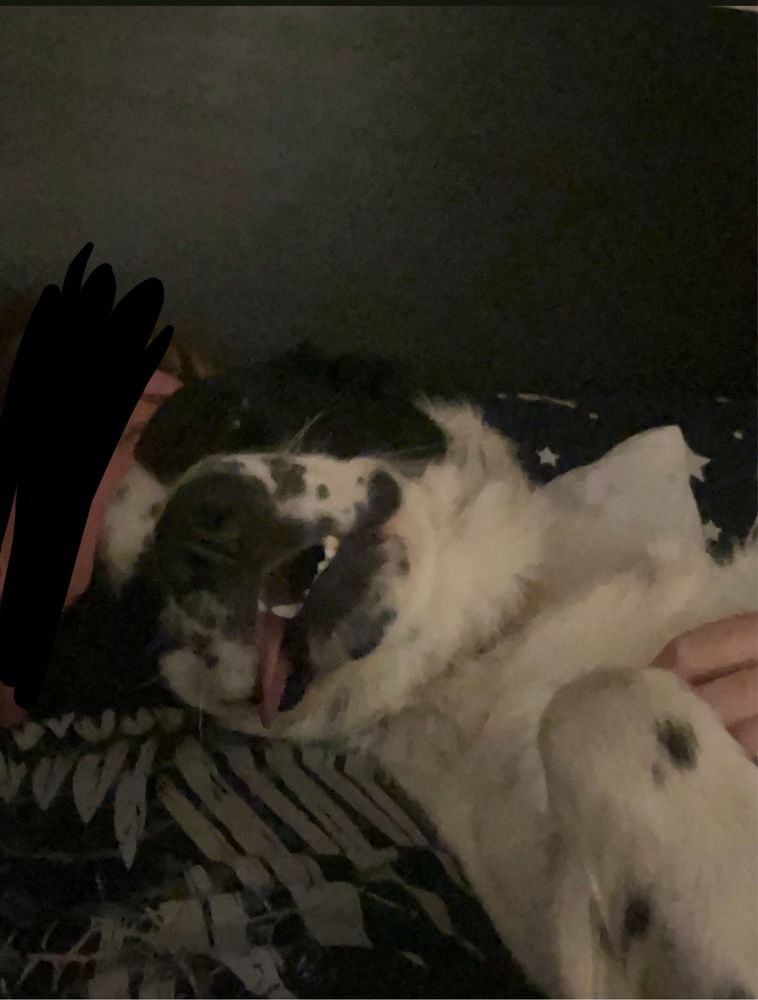 springer spaniel, bombelek