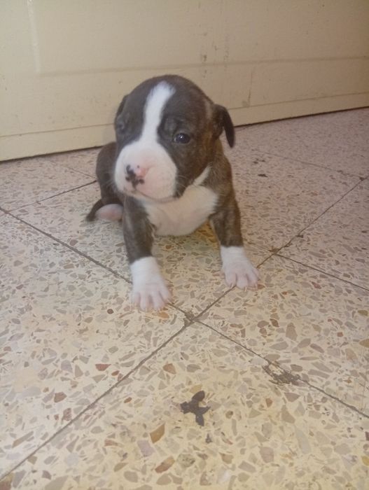 Cães de porte grande