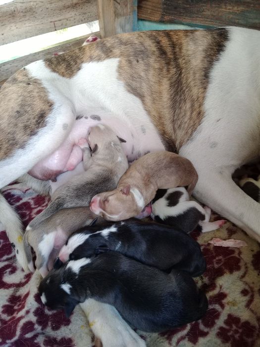 American Staffordshire Terrier