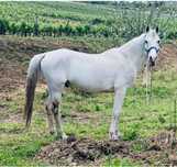 Cavalo anglo-arabe
