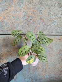 Maranta kerchoveana variegata 6 sadzonek