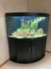 Продам аквариум Juwel 350 л  с тумбой, декорациями, рыбками