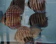 Discus disponíveis