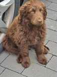Szczeniaki cocker spaniel