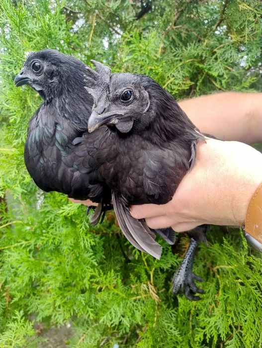 Ayam Cemani kurka kura