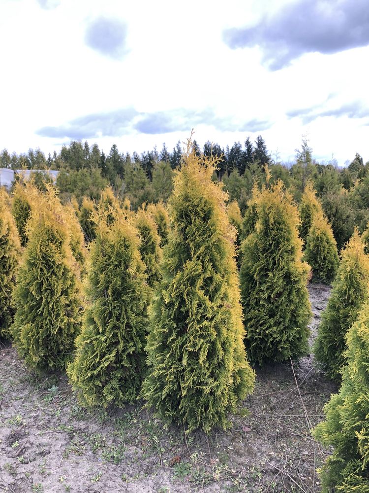 Thuja Tuja Smaragd Gold Złoty Szmaragd