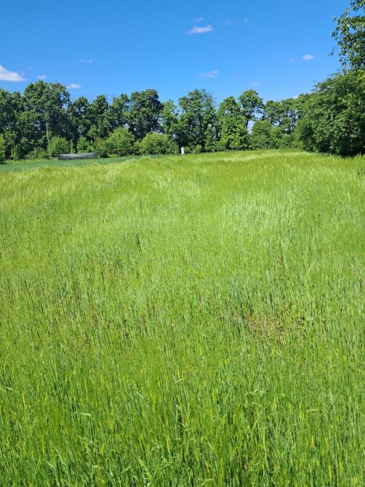 Земельна ділянка 25 соток львівська область село Завидовичі