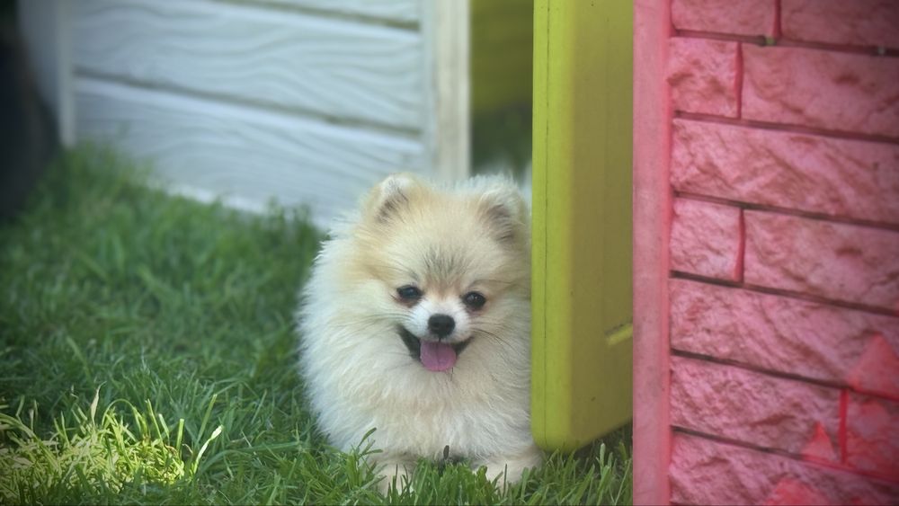 Szpic miniaturowy pomeranian FCI