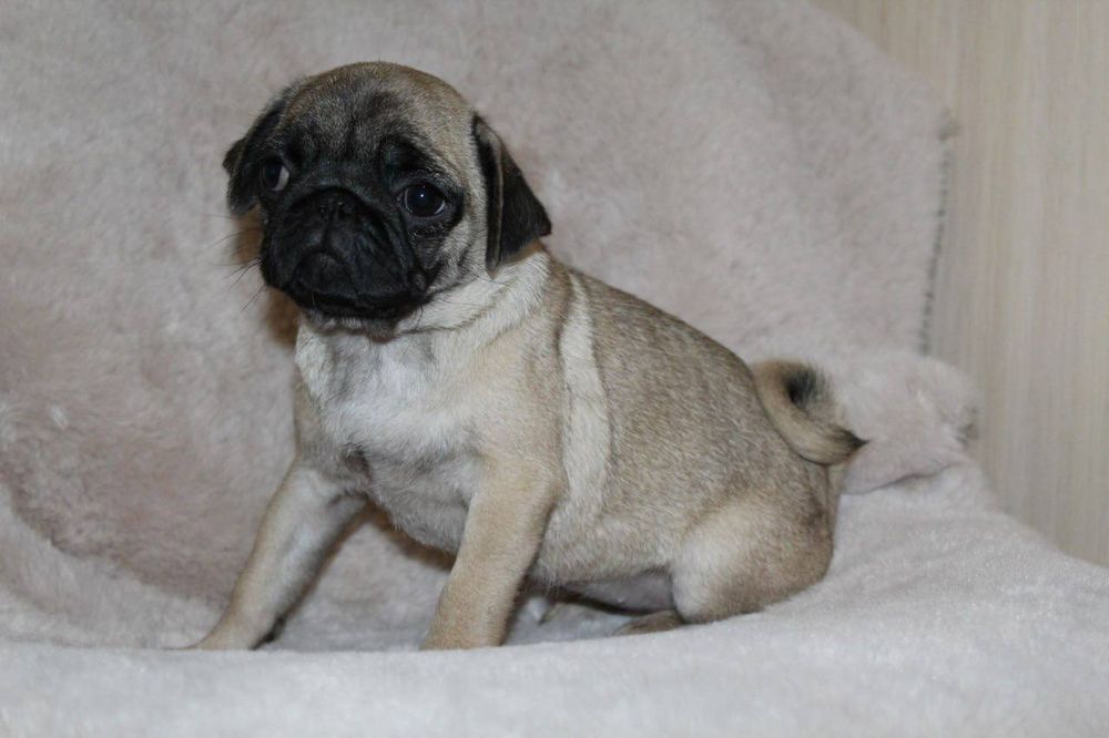 Розкішні мопсики