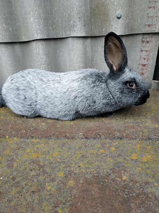 Продам кролі Полтавське срібло