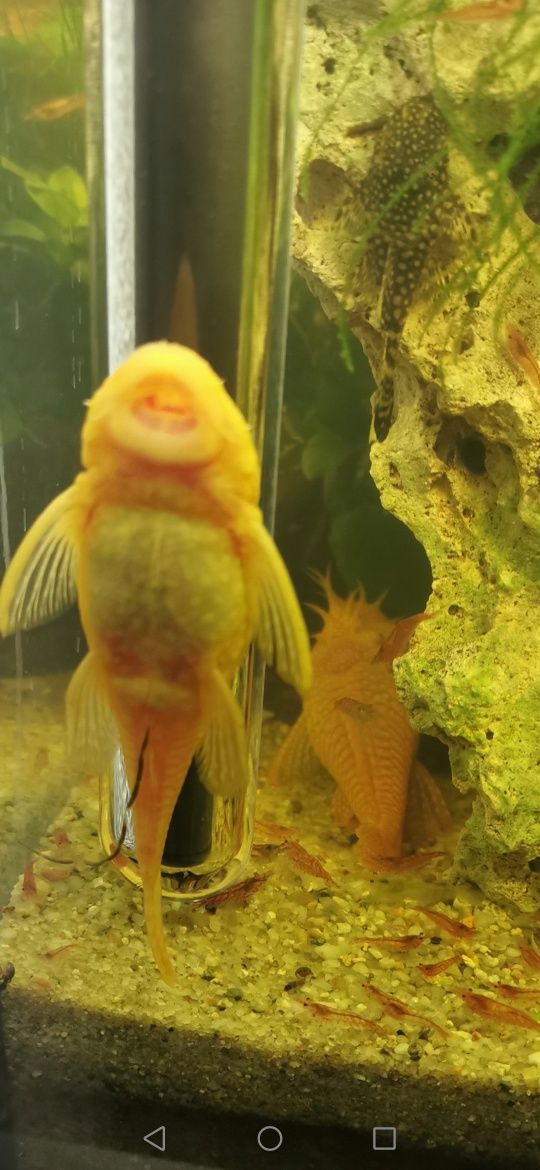 Akwarystyka koglonojady czarne 3 zł i żółte 4 zł rozmiar od 2 cm do 4,