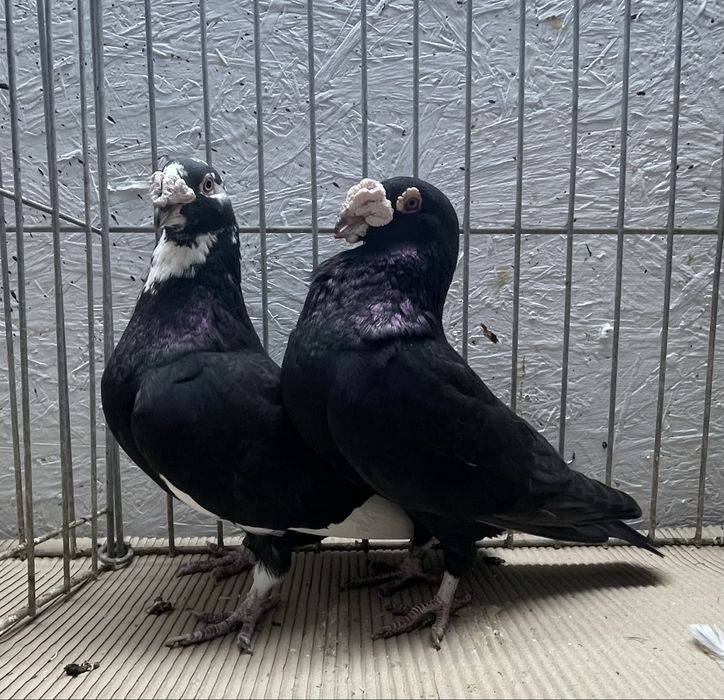 Golebie staropolskie