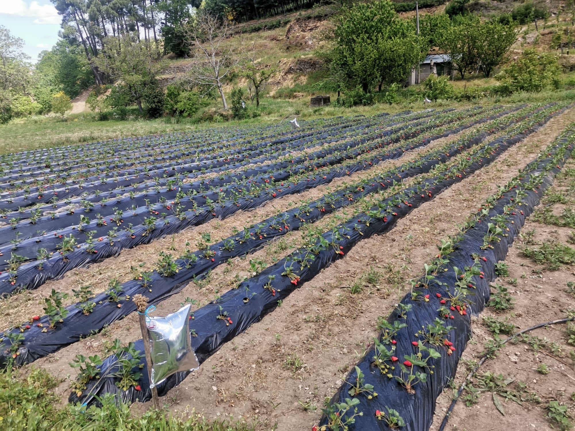 Vende se pés de morangos