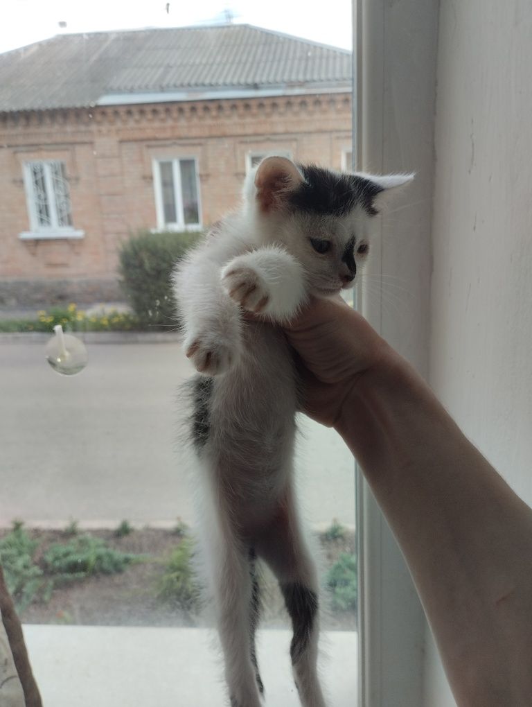 Файні котики! Безкоштовно!