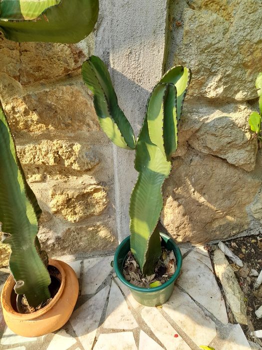 Planta de interiores ou exteriores.cato mexicano .