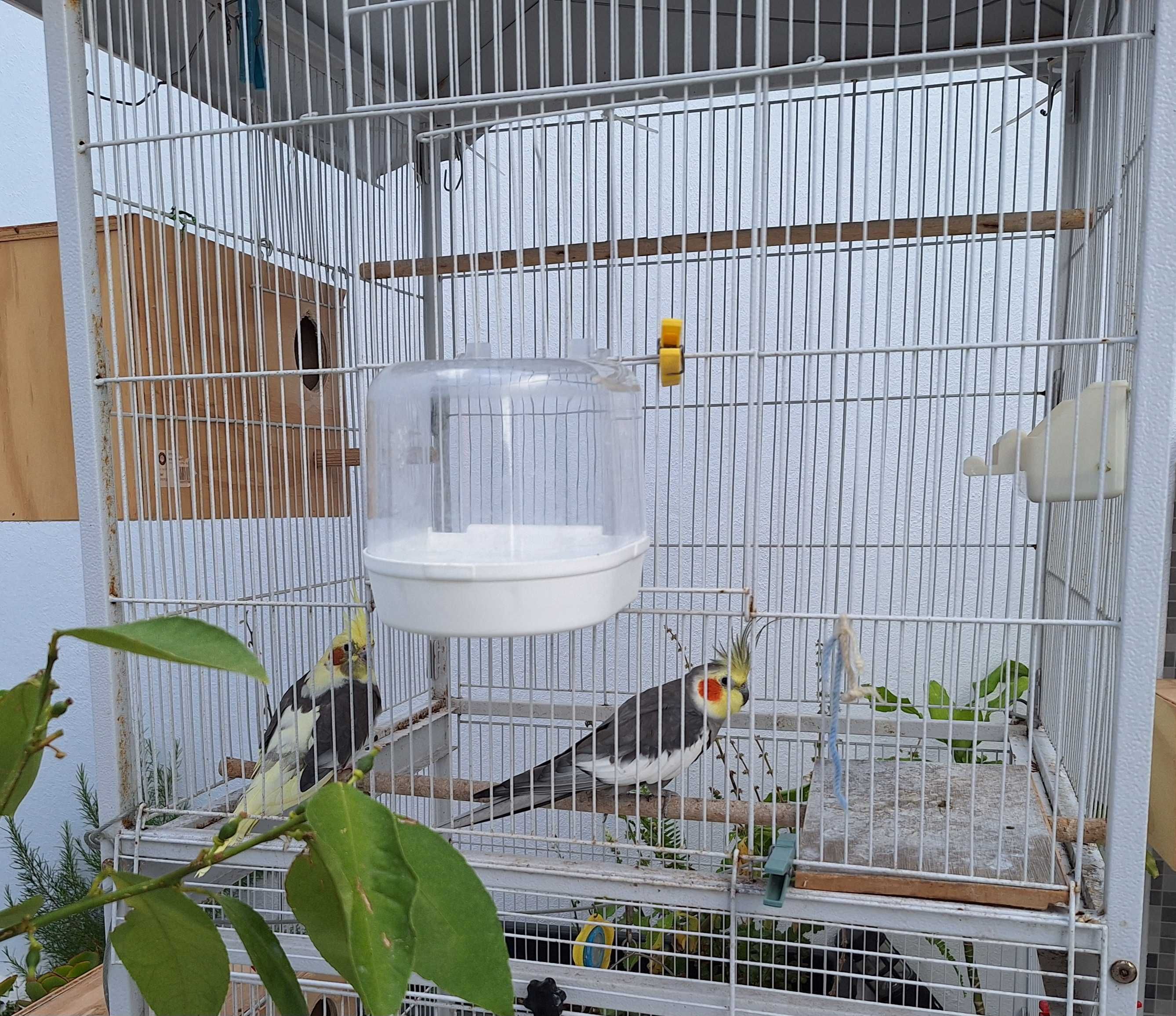 Casal de caturas c 1 Ano