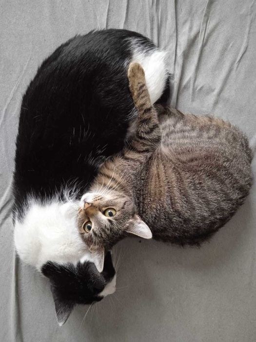 Lucynka szuka ciepłego domu po trudnym starcie – podaruj jej miłość