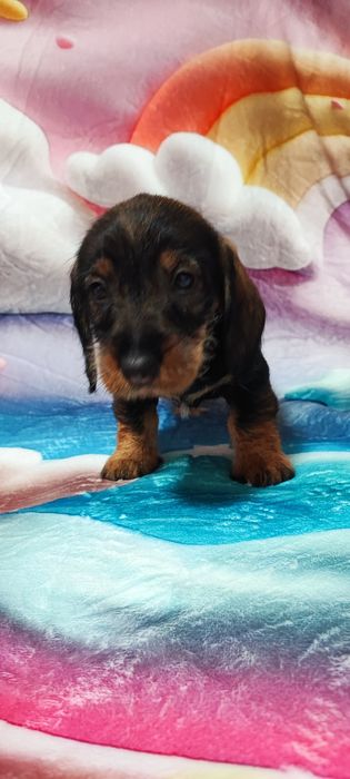 Teckel Fêmea Standard Cerdoso