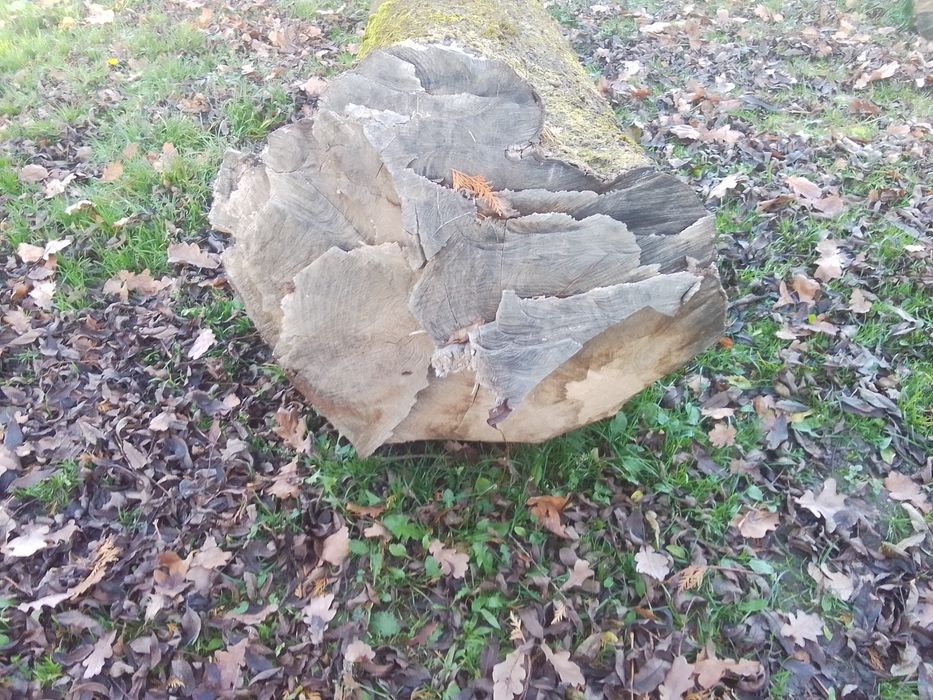 Продам Ясіня  не дешево