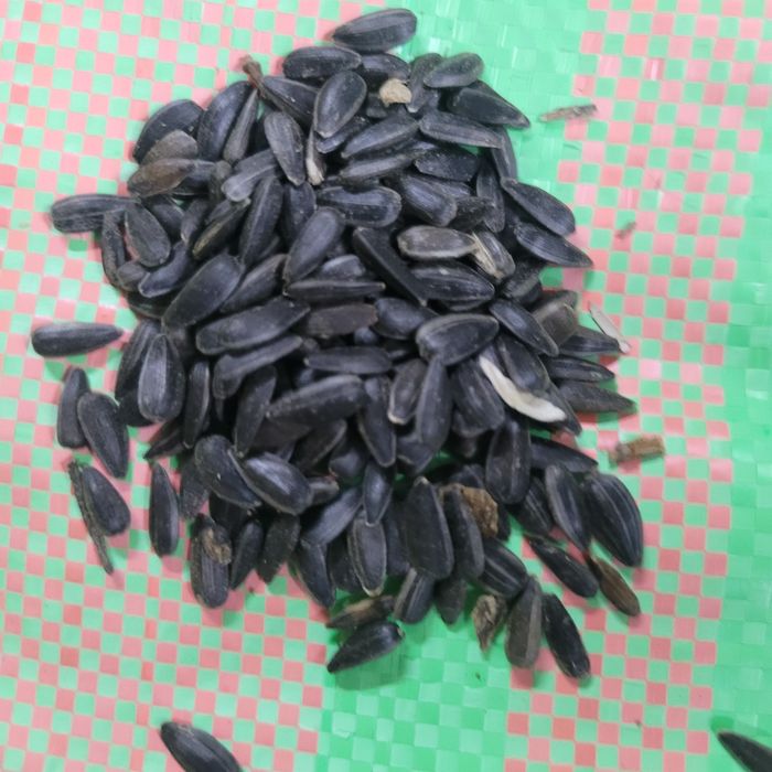 Słonecznik czarny 20kg dla ptaków zbiór 2025