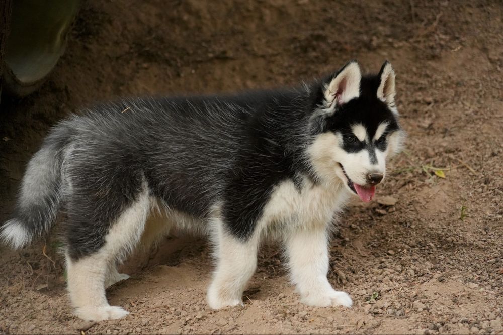 Przepiękna czarno-biała ciemnooka sunia Siberian Husky FCI